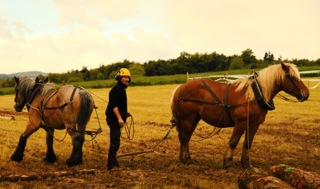 photo Jean-Leo Dugast http://www.percheron-international.blogspot.com