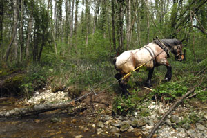 photo Jean-Leo Dugast http://www.percheron-international.blogspot.com